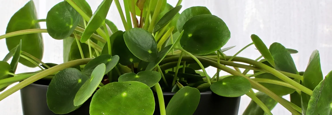 Grünpflanze mit runden Blättern in schwarzem Topf